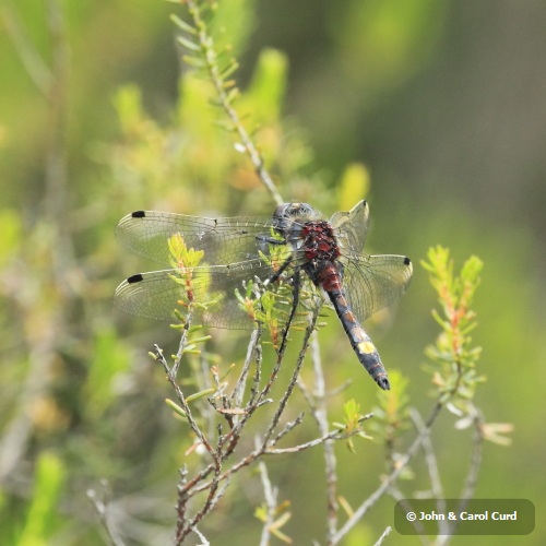 _MG_2490 Large White-faced Darter.JPG